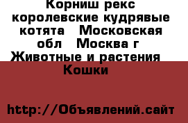 Корниш-рекс королевские кудрявые котята - Московская обл., Москва г. Животные и растения » Кошки   